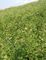 Medisch Astragalus Wortelpoeder 98+% Astragaloside 4 Natuurlijke Telomerase-Activator