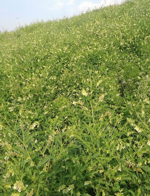 98+% Astragaloside 4 Astragalus Wortel Anti - Ontstekings het Verbeteren Hart-long Functie hplc-ELSD